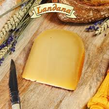 LANDANA GOUDA FROM HOLLAND