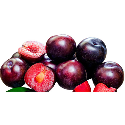 PLUMS